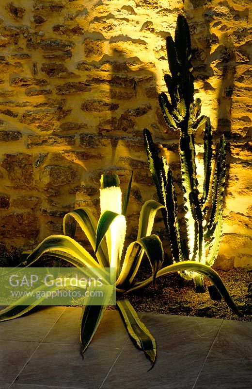Border lit up at night by stone wall with Agave americana, Agave americana 'Variegata' and Euphorbia erythraea 