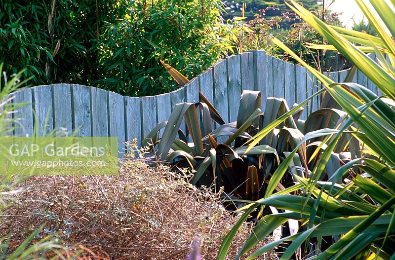 Seaside garden with blue wooden wave shaped fence surrounded by Phormium 'Purpureum' and Phormium tenax 'Variegatum'