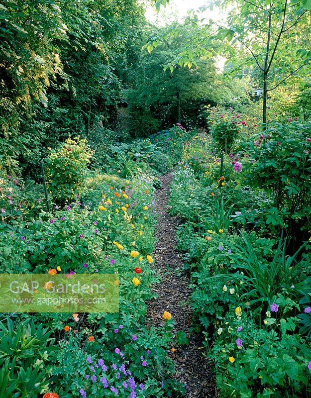 Path through the old orchard lined with single and double forms of Meconopsis cambrica, Viola and Geranium nodosum - Woodchippings, Northants