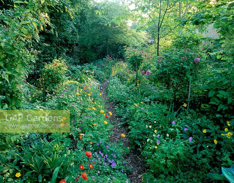 Path through the old orchard lined with single and double forms of Meconopsis cambrica, Viola and Geranium nodosum - Woodchippings, Northants 
