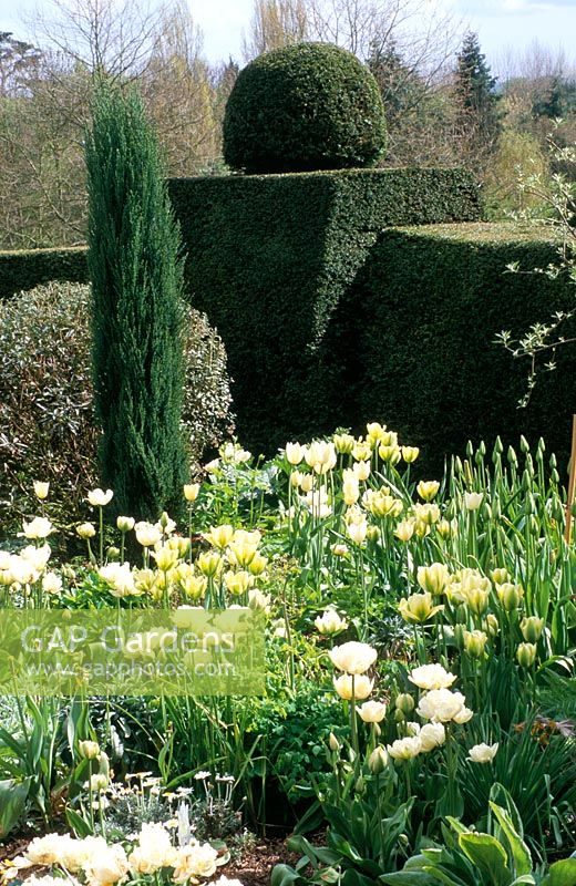 Taxus topiary hedges surrounding white tulip borders, st michael's house, kent - Juniperus 'Skyrocket' and Tulipa 'Spring Green' and Tulipa 'Mount Tacoma' - St Michael's House, Kent