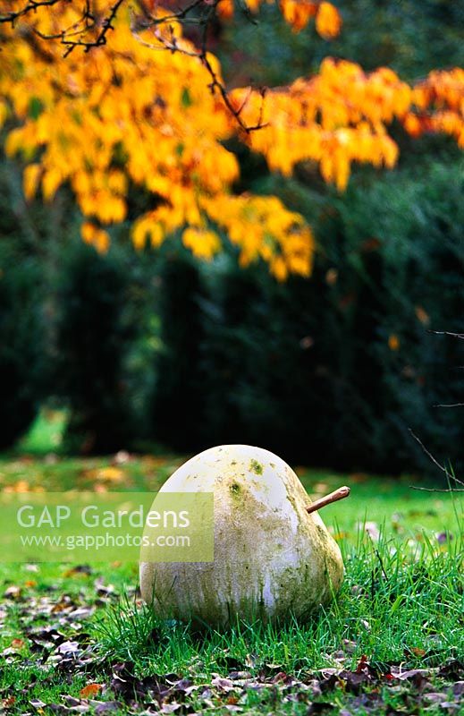 Large bath stone apple on the lawn with Prunus - Cherry tree foliage with Autumn colour in background. Designer - Duncan Heather at Greystone cottage, Oxfordshire