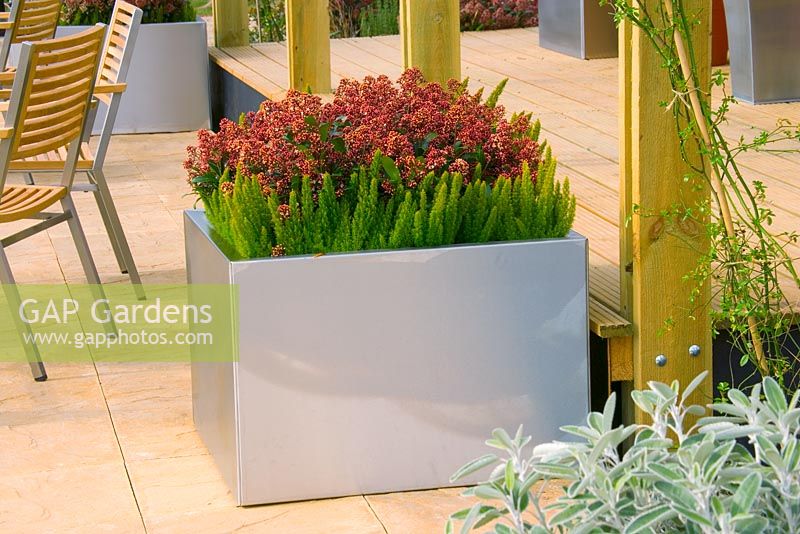 Metal container on patio planted with Erica arborescens 'Alberts Gold' and Skimmia. Design by princess productions