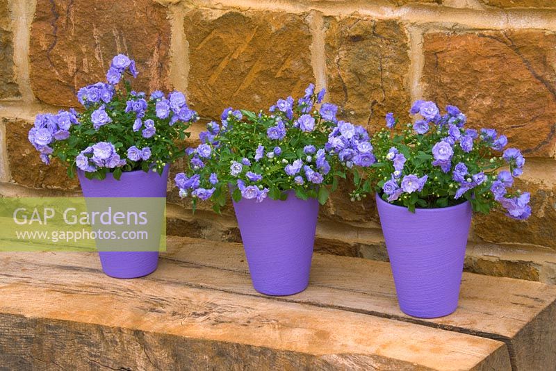 Row of three purple terracotta containers on wooden bench planted with Campanula 'Bali'
