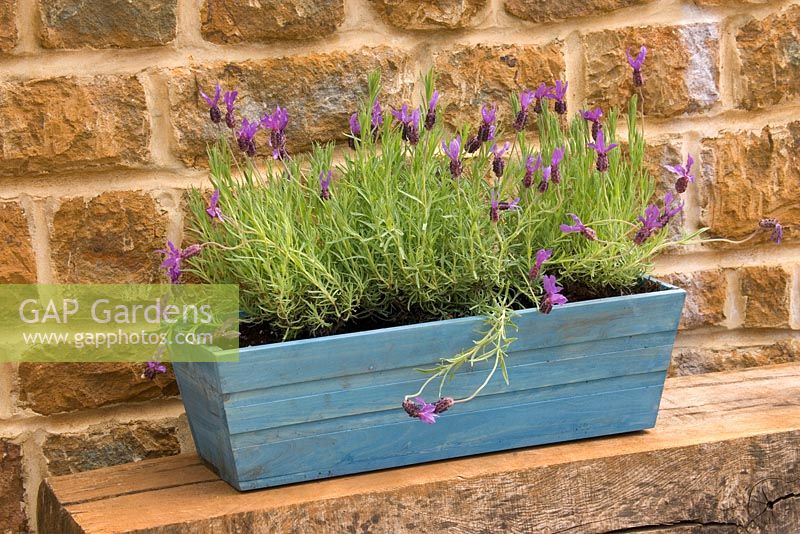 Stained blue wooden box container planted with Lavandula stoechas 'Papillon'. Design Clive Nichols