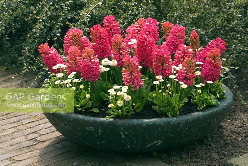 Fibreglass container planted with pink Hyacinthuss and white Bellis at Keukenhof gardens, Netherlands