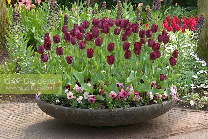 Fibreglass container planted with Viola - Pansies and Tulipa 'Havran' at  Keukenhof gardens, Netherlands