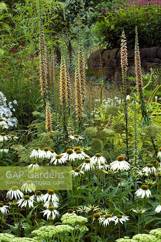 Yellow border with Echinacea 'White Swan' and Digitalis ferruginea at Mayroyd Mill House, Yorkshire. Design Richard Easton and Steve Mackay. 