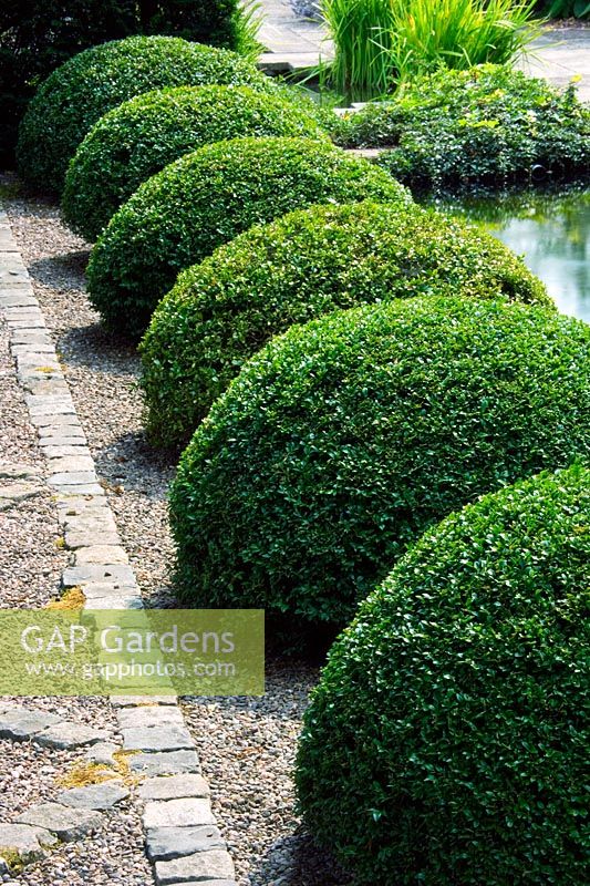 Buxus - Box topiary balls beside a formal pond at Wollerton Old Hall garden, Shropshire