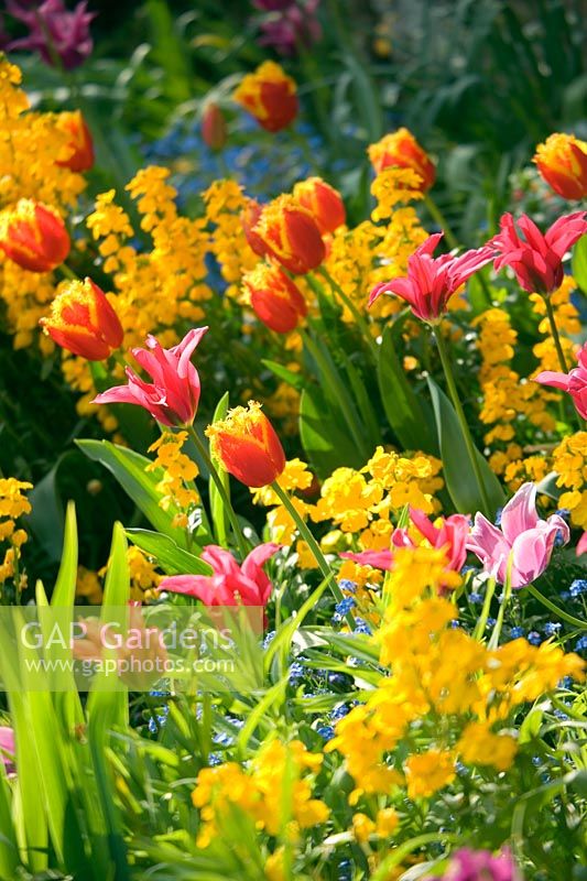 Spring border at Chenies manor house, Buckinghamshire. Tulipa 'Davenport', 'Dois minuet' and yellow wallflowers