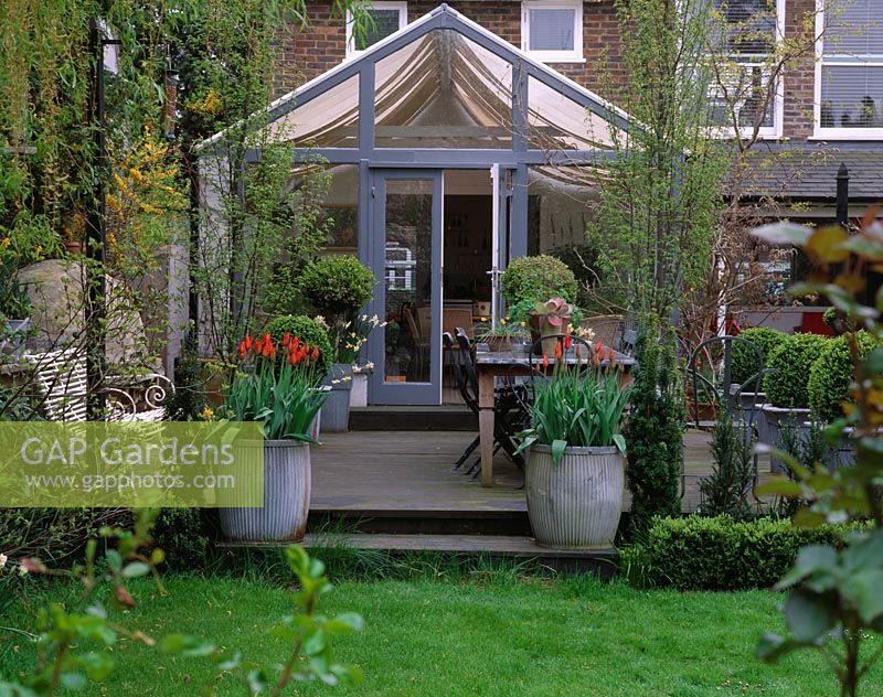 Suburban garden with decked terrace and conservatory, metal containers planted with Tulipa 'Ballerina'