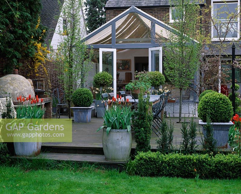 Suburban garden with decked terrace and conservatory,  metal containers planted with Tulipa 'Ballerina'