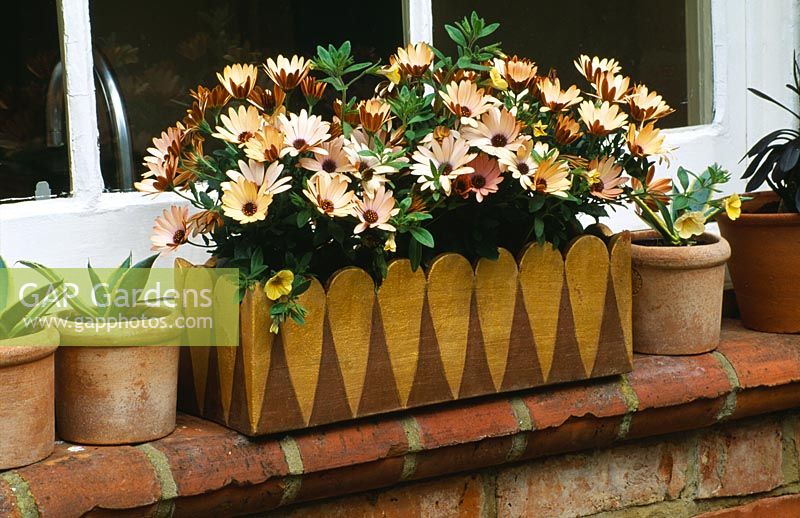 Gold window box planted with Osteospermum 'Golden Serena', and million bells lemon Petuna 'Sunbelkic'. Design Clare Matthews