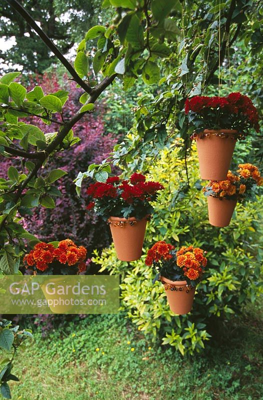 Beaded terracotta pots hanging from a tree planted with dwarf Chrysanthemums. Design Clare Matthews