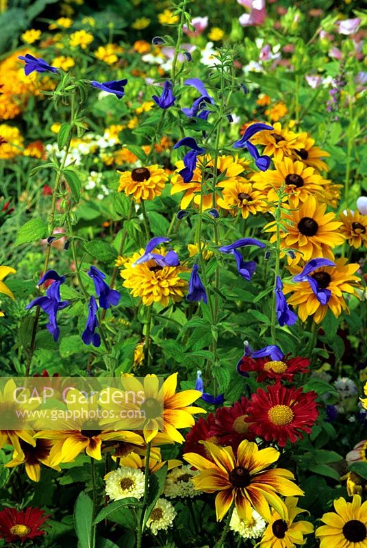 Late summer bed of Rudbeckia x hirta 'Rustic Dwarfs' and Asters, punctuated by the brilliant blue spikes of Salvia patens 