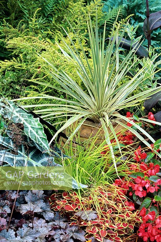 Cordyline 'Torbay Dazzler' raised up in a terracotta jar to create a focal point amongst tropical style planting. Heuchera 'Can-Can', Alocasia x amazonica, Coleus, Begonia 'Dragon Wing Red' and Carex elata 'Aurea'