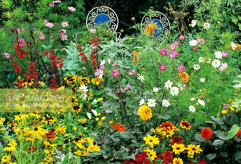 Colourful flower arrangers' border of seed raised annuals and Dahlias, Eucalyptus globulus and Lobelia cardinalis. Rudbeckias and Cosmos fill out the centre of the border