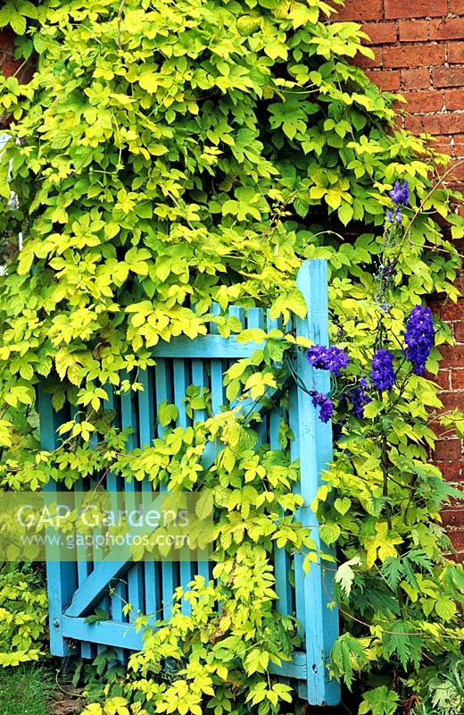 Humulus lupulus 'Aureus' making a striking contrast on a blue painted gate with a Delphinium on guard alongside 