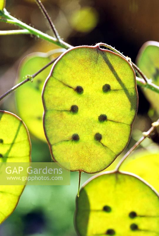 Lunaria biennis - Honesty seedpods shot through with sunlight to reveal the seeds within
