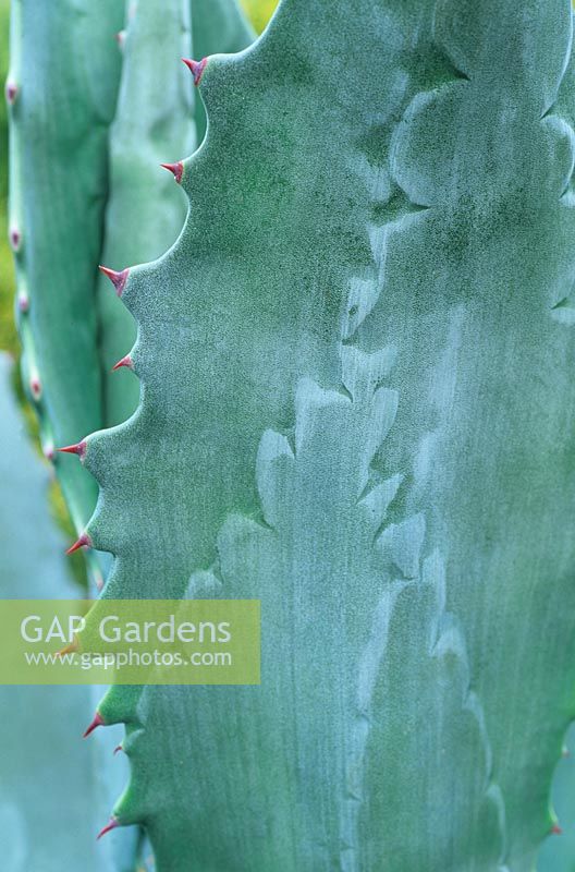 Agave americana - Century plant showing the shadow patterns on the back of the leaves where other developing leaves have gripped