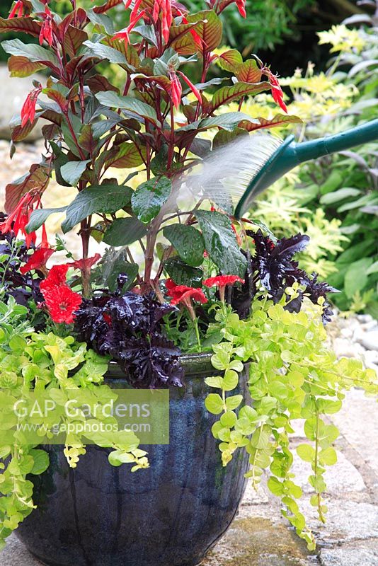 Watering glazed pot on patio with Fuchsia thalia, Petunia 'Fantasy Red', Basil 'Purple Ruffles', Lavandula, Lysimachia aurea 'Goldilocks' and Carex comans

