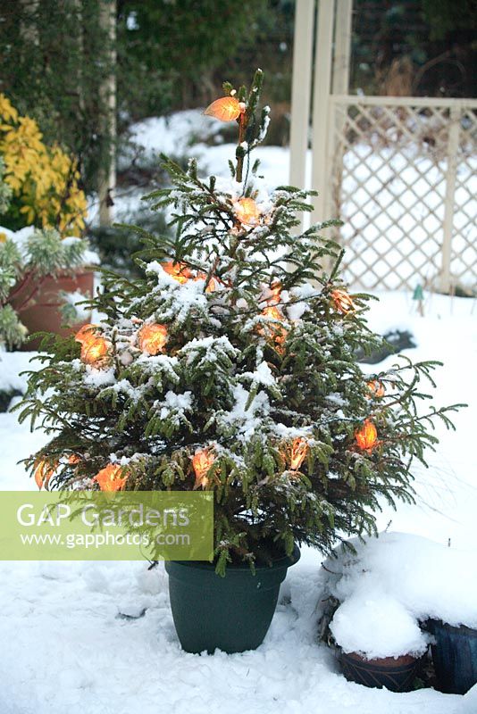 Fairy lights on a Christmas tree in a snow covered garden 