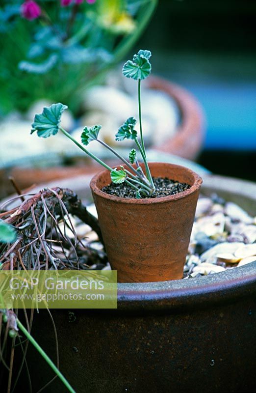 Step six - Making cutting of Pelargonium sidoides - Small cutting in small terracotta pot