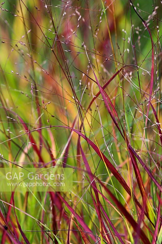 Panicum 'Hanse Hermes' in Autumn - Red switch grass