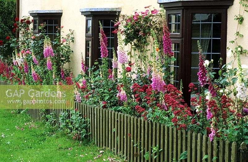Cottage front garden with Digitalis, Centranthus and Rosa 