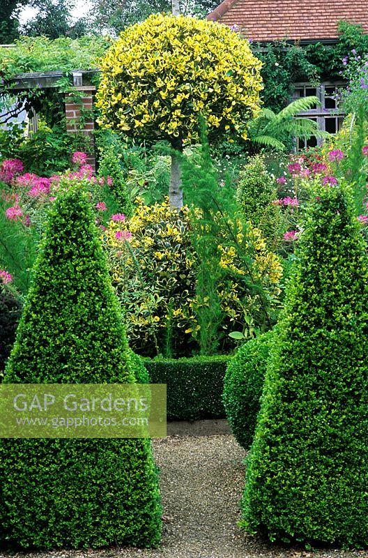 Topiary garden with Buxus and Ilex - Old Vicarage, East Ruston, Norfolk 