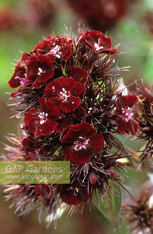 Dianthus barbatus 'Nigricans' - Sweet william