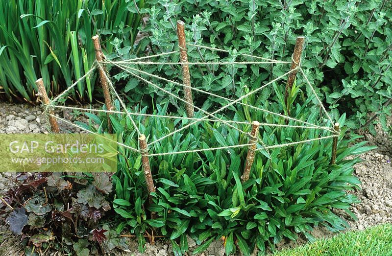 Staking perennial plants with cat's cradle of string and sticks. 