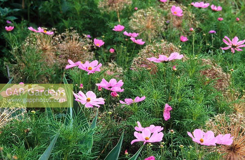 Cosmos 'Sonata Pink' with the seedheads of Allium cristophii in the Long Border at Great Dixter