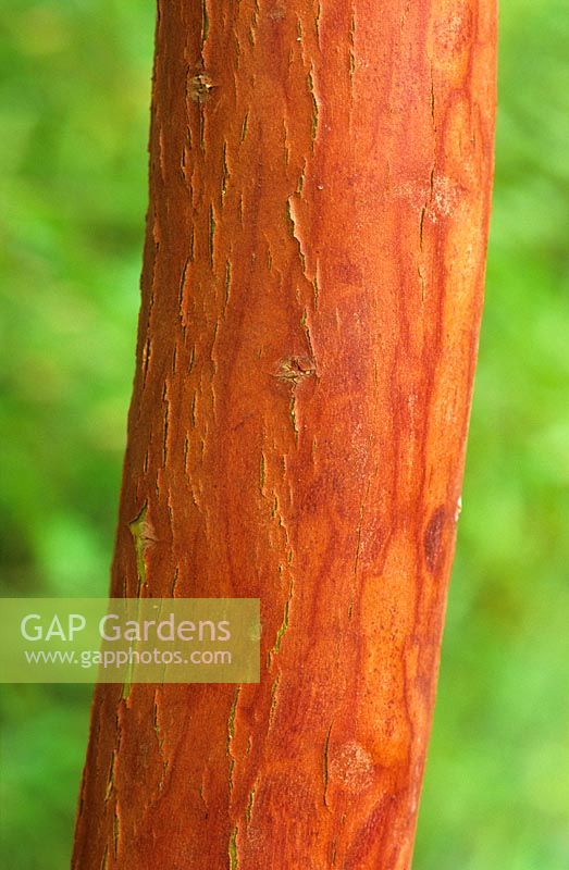 The bark of Arbutus x andrachnoides - Strawberry tree