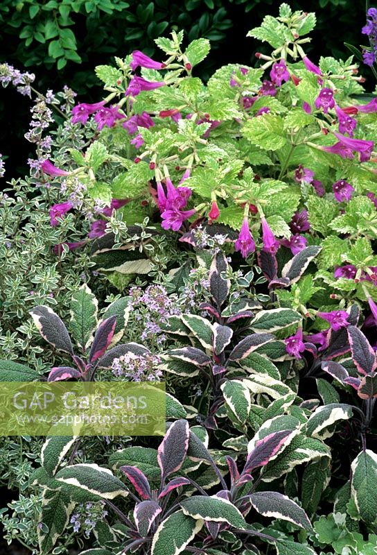 Scented leaved herbs colour themed in purple, pink and silver - Salvia officinalis 'Tricolor' with Thymus 'Silver Queen' and the unusual variegated Calamintha grandiflora 'Variegata'