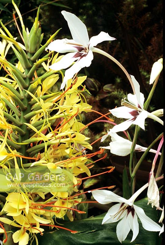 Exotic perfumes for late summer - Gladiolus callianthus syn Acidanthera murieliae with the Kahili ginger, Hedychium gardnerianum
