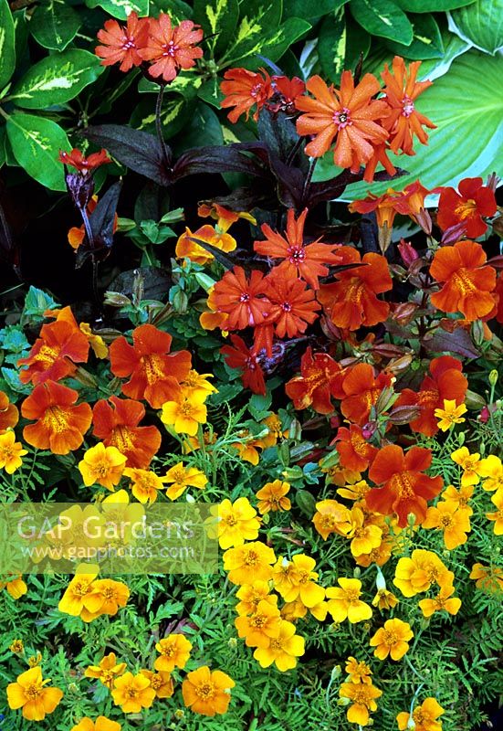 Hot summer colour from Lychnis x arkwrightii 'Versuvius', Mimulus cupreus 'Whitecroft Scarlet' and yellow Tagetes