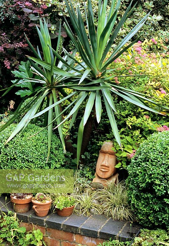 Raised bed in a low maintenance front garden with a terracotta Easter Island head as the focal point, framed by Buxus balls. Yucca gloriosa rises in front of Spiraea 'Goldflame'. Pans of Sempervivum decorate the wall coping.