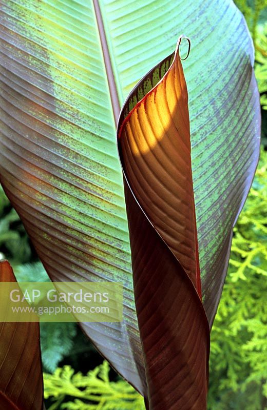 Purple leaved banana - Ensete ventricosum 'Maurelii' with a new leaf unrolling