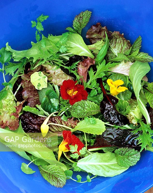 Summer salad leaves and edible flowers including Mizuna, Chicory, red mustard, Chard, Lettuce, Chervil, Tropaeolum majus  flowers and leaves and tatsoi