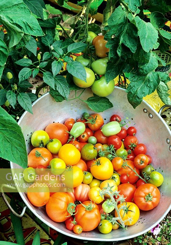 Summer harvest of tomatoes including cherry and plum varieties grown in growing bags alongside peppers
