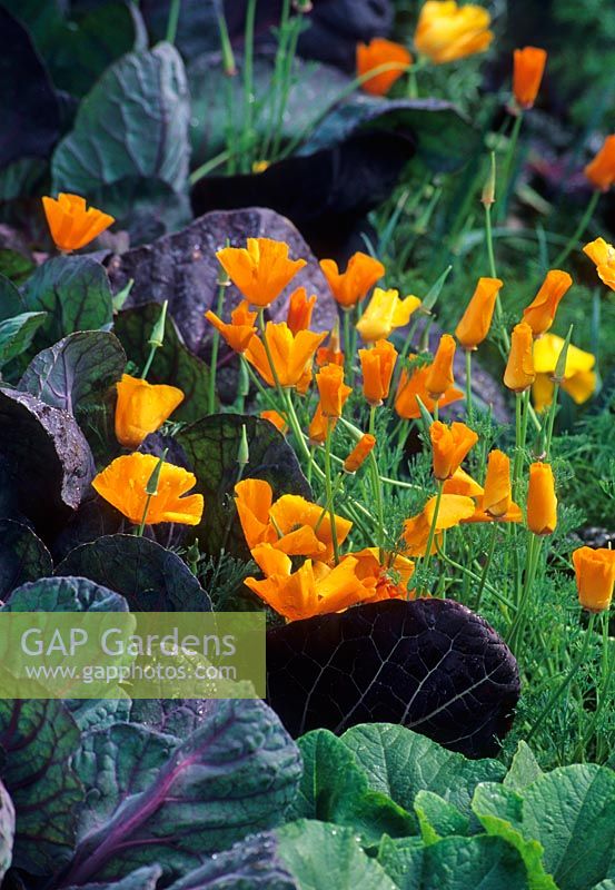 Eschscholzia californica and red cabbage - Represents organic companion planting