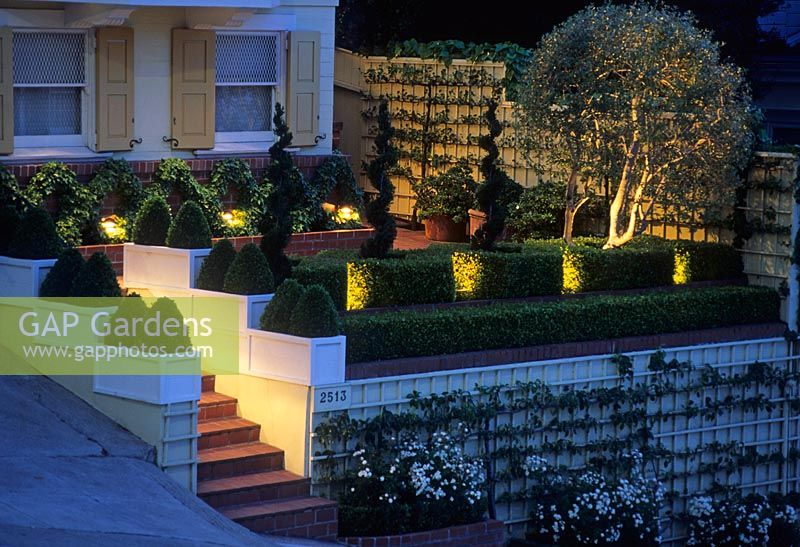 Front garden with steps and Buxus topiary  lit by uplighters - San Fransisco USA 