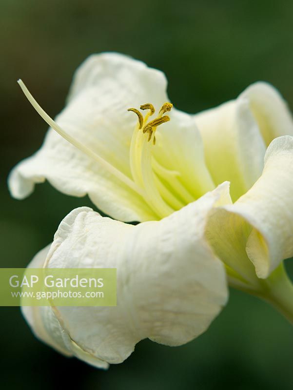 Hemerocallis 'Gentle Shepherd' flowering in July  