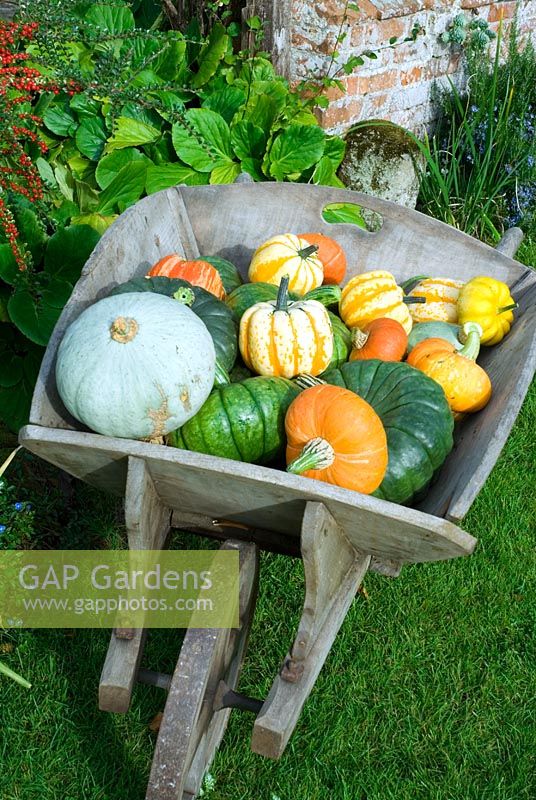 Wheelbarrow of colourful heritage variety pumpkin and squashes on lawn of autumn garden varieties include Queensland Blue, Winter Festival, Turks Turban and Blue Ballet