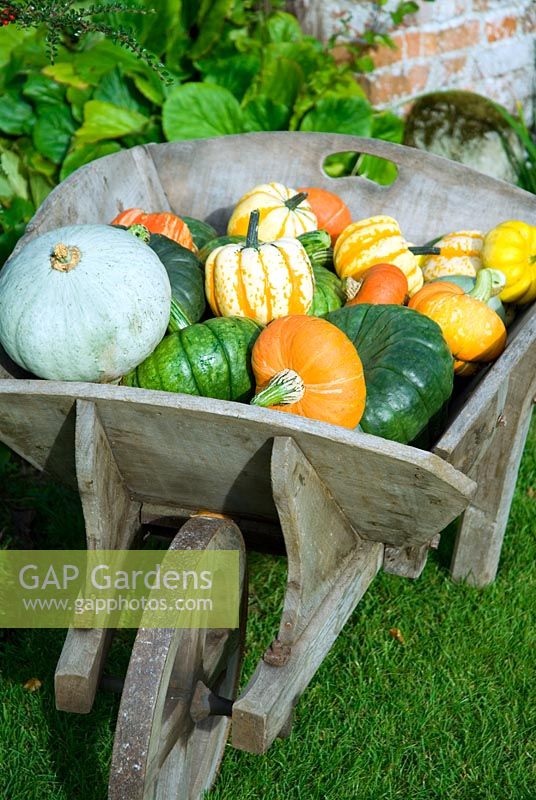 Wheelbarrow of colourful heritage variety pumpkin and squashes on lawn of autumn garden varieties include Queensland Blue, Blue Ballet, Turks Turban and Winter Festival