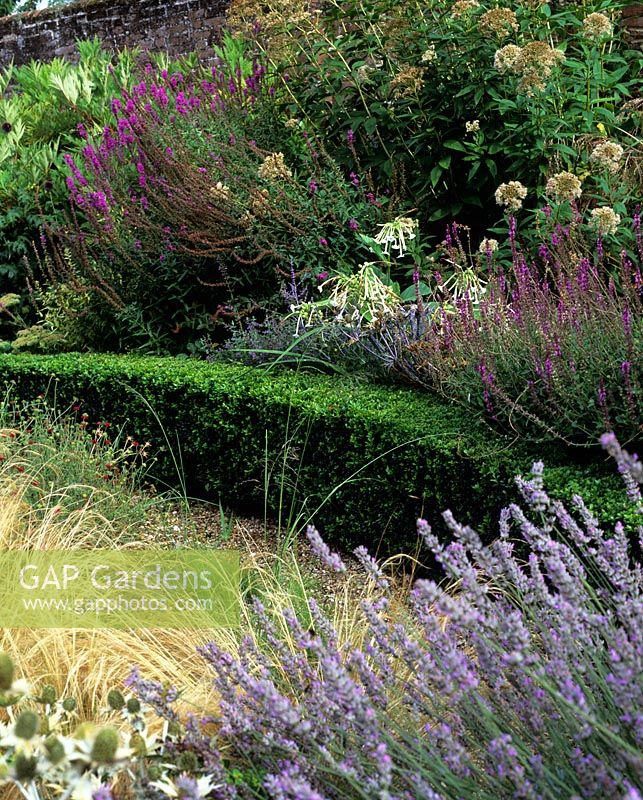 Hedged garden bed with Nicotiana and Salvia - Russian sage