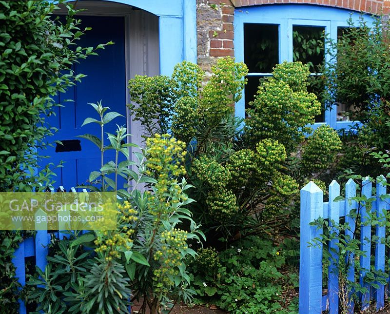 Blue entrance - fence, door and Euphorbia