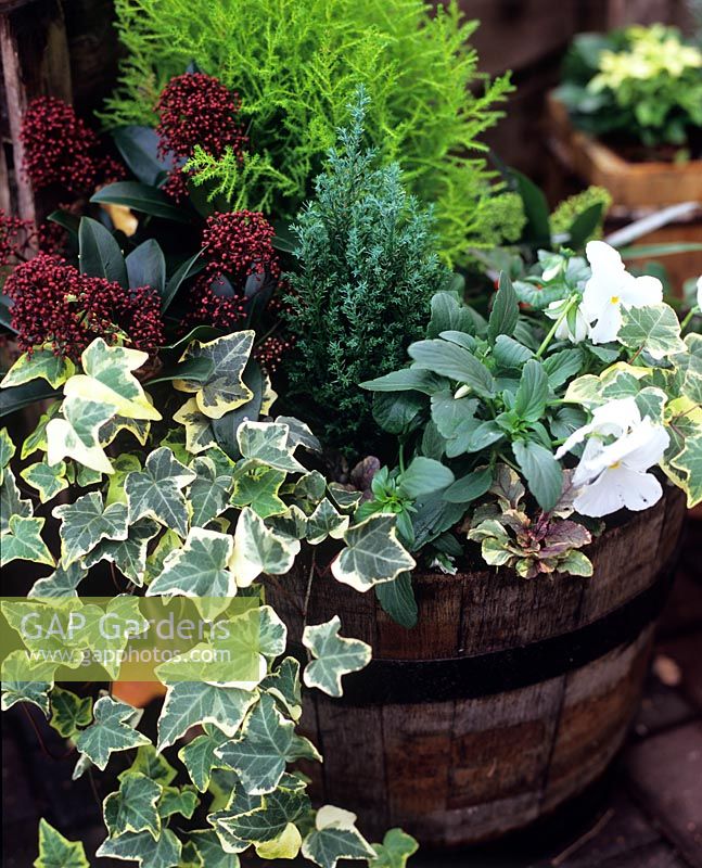 Autumn planting in barrel with Hedera and Skimmia japonica 'Rubella'
