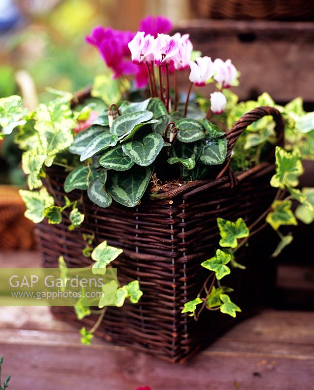 Planted autumn basket with Cyclamen and Hedera